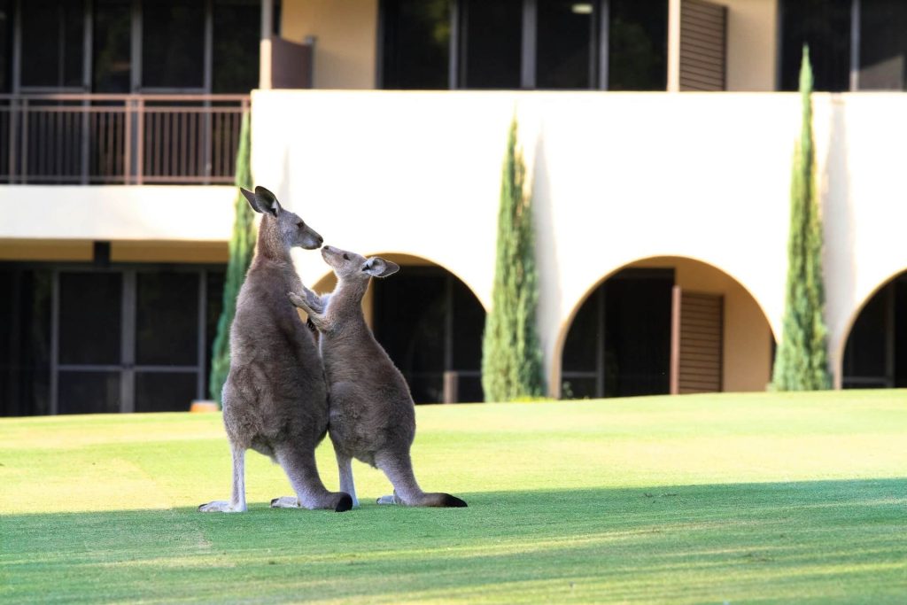 Two kangaroos playing in a field