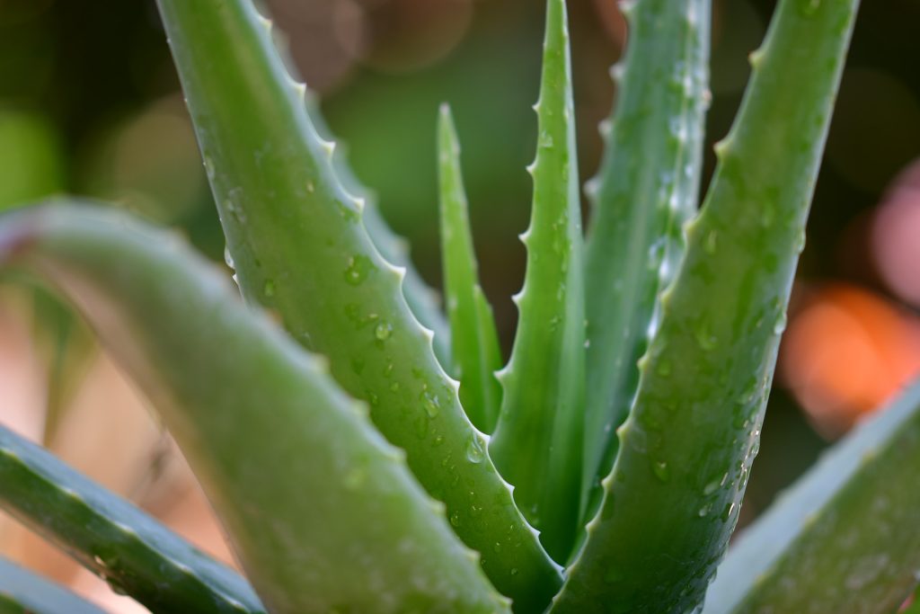 An aloe vera plant.