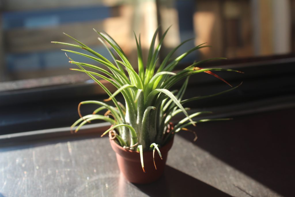 An air plant sites in a terracotta pot on a windowsill.
