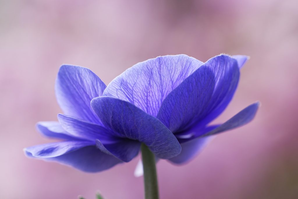 Choose anemone for the perfect cheap purple wedding flower.