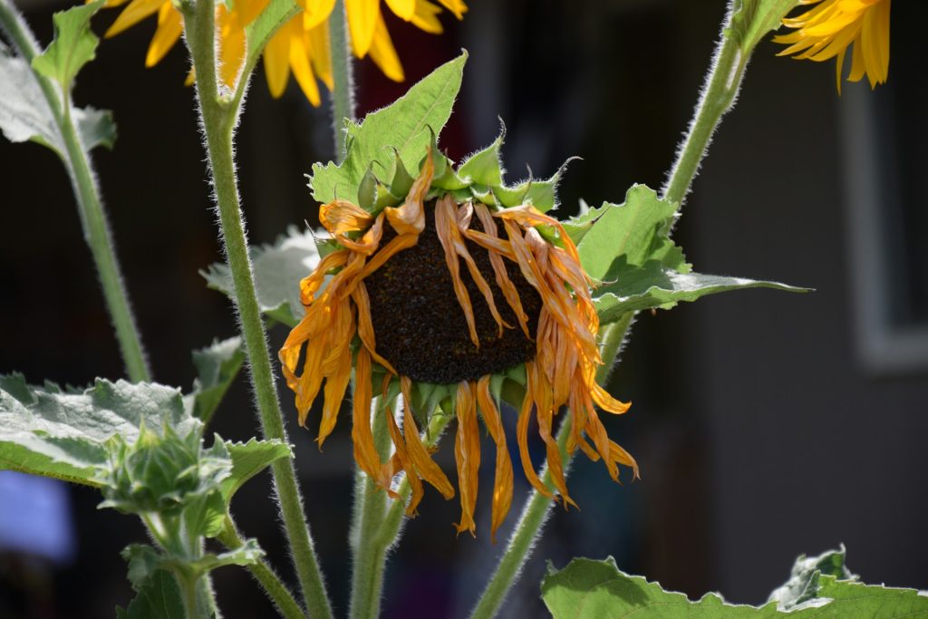 A wilted sunflower stands among others that aren't wilted. It could benefit from banana water for plants.