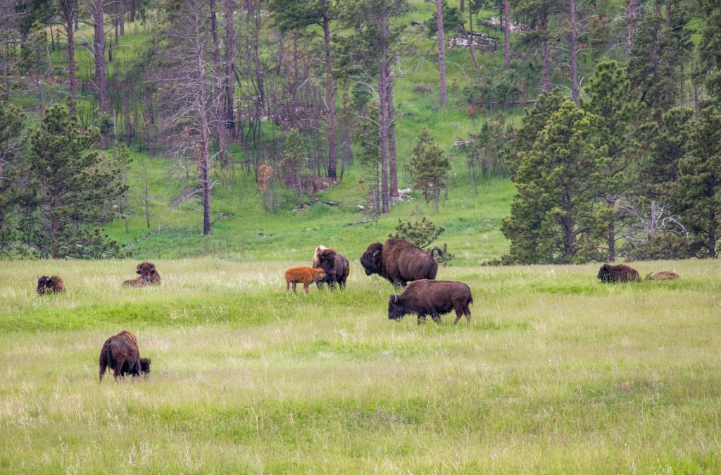 Buffalo in a field in Custer State Park.