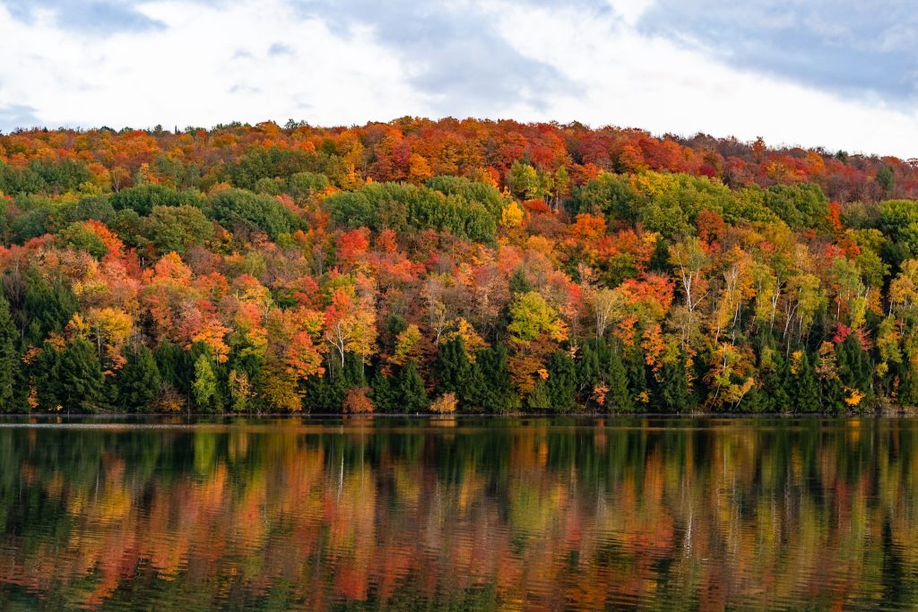 Fall leaves on a mountain in Vermont.