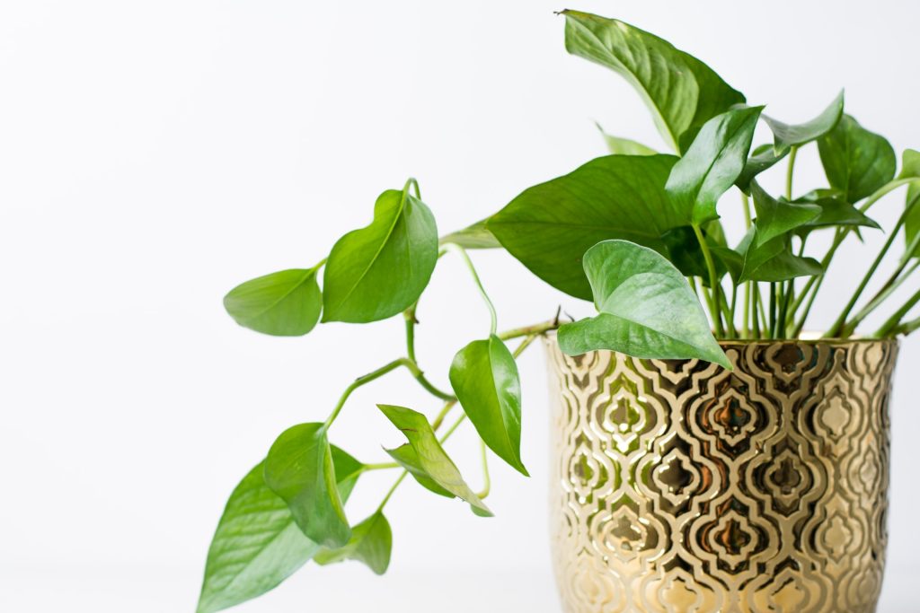 A pothos plant in a gold pot.