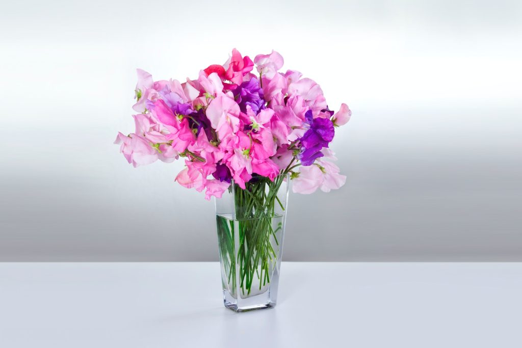 Pink and purple sweet peas in a vase.