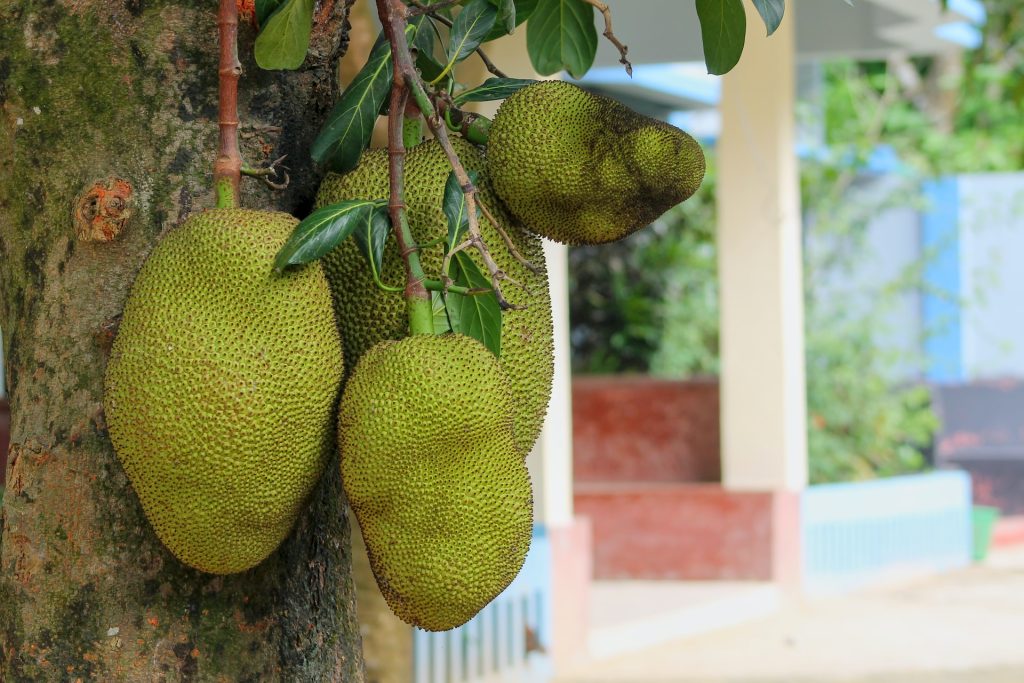 Jackfruits grow on a tree.