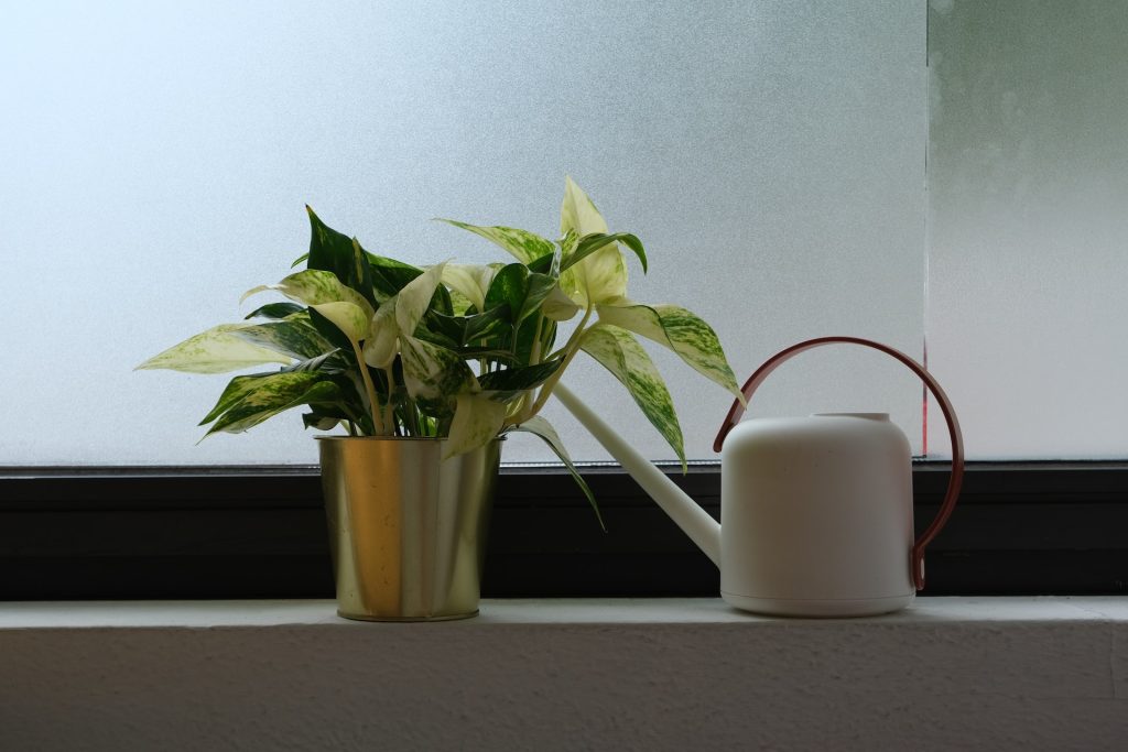 A house plant and a watering can site on a window sill.