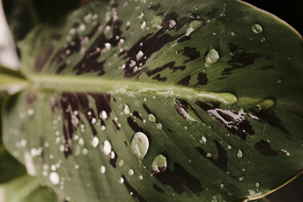 A large green leaf with black splotches sits in a bright light. Water droplets are across the leaf.