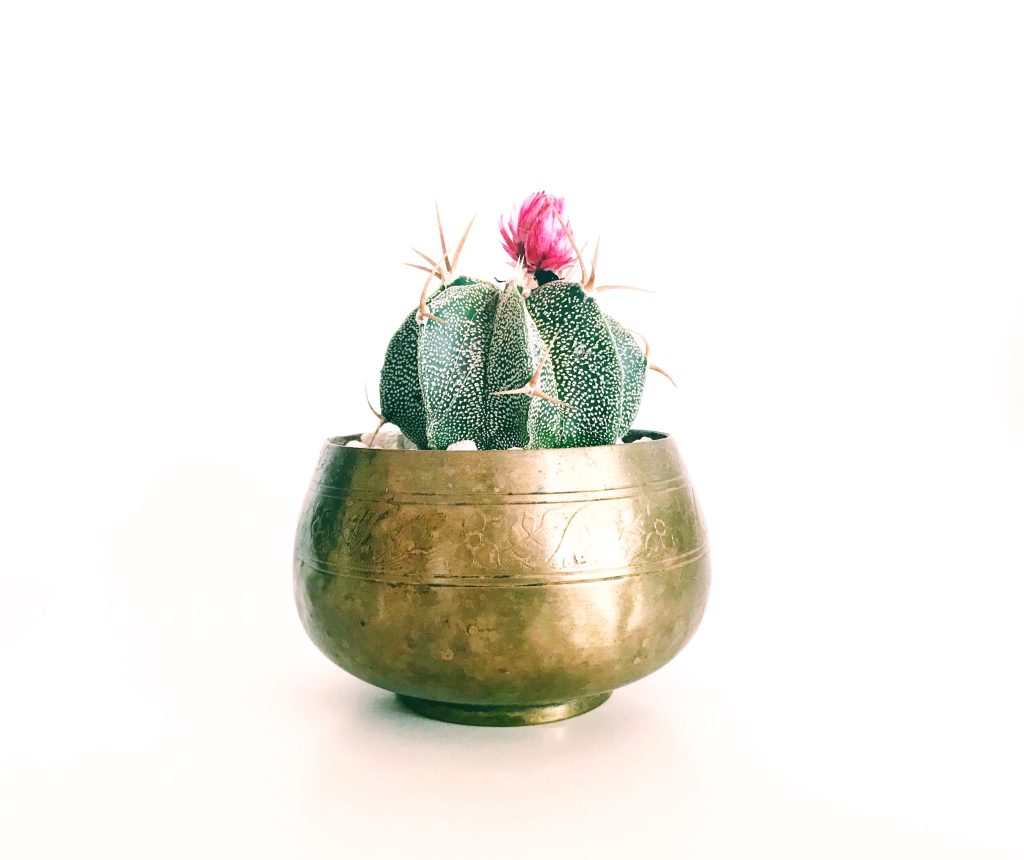 A succulent in a gold vase.