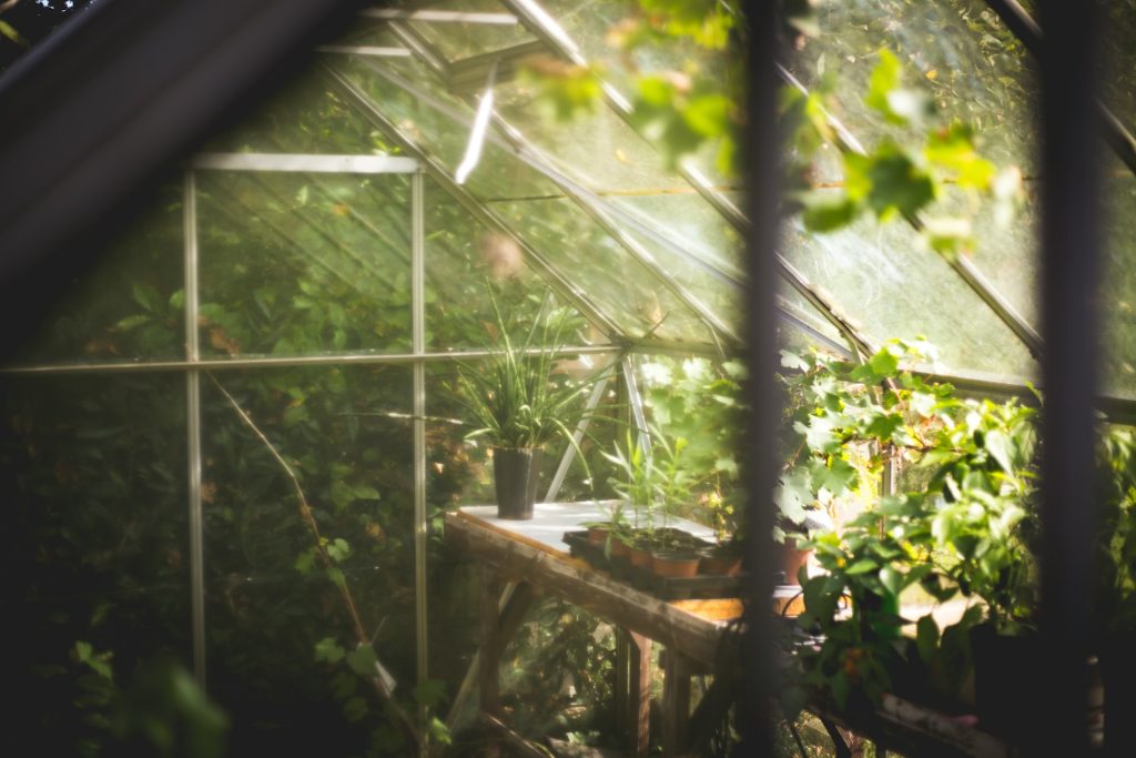 Numerous green plants sit inside a small greenhouse. Glass walls and a leaning ceiling are around them. They likely benefit from banana water for plants.