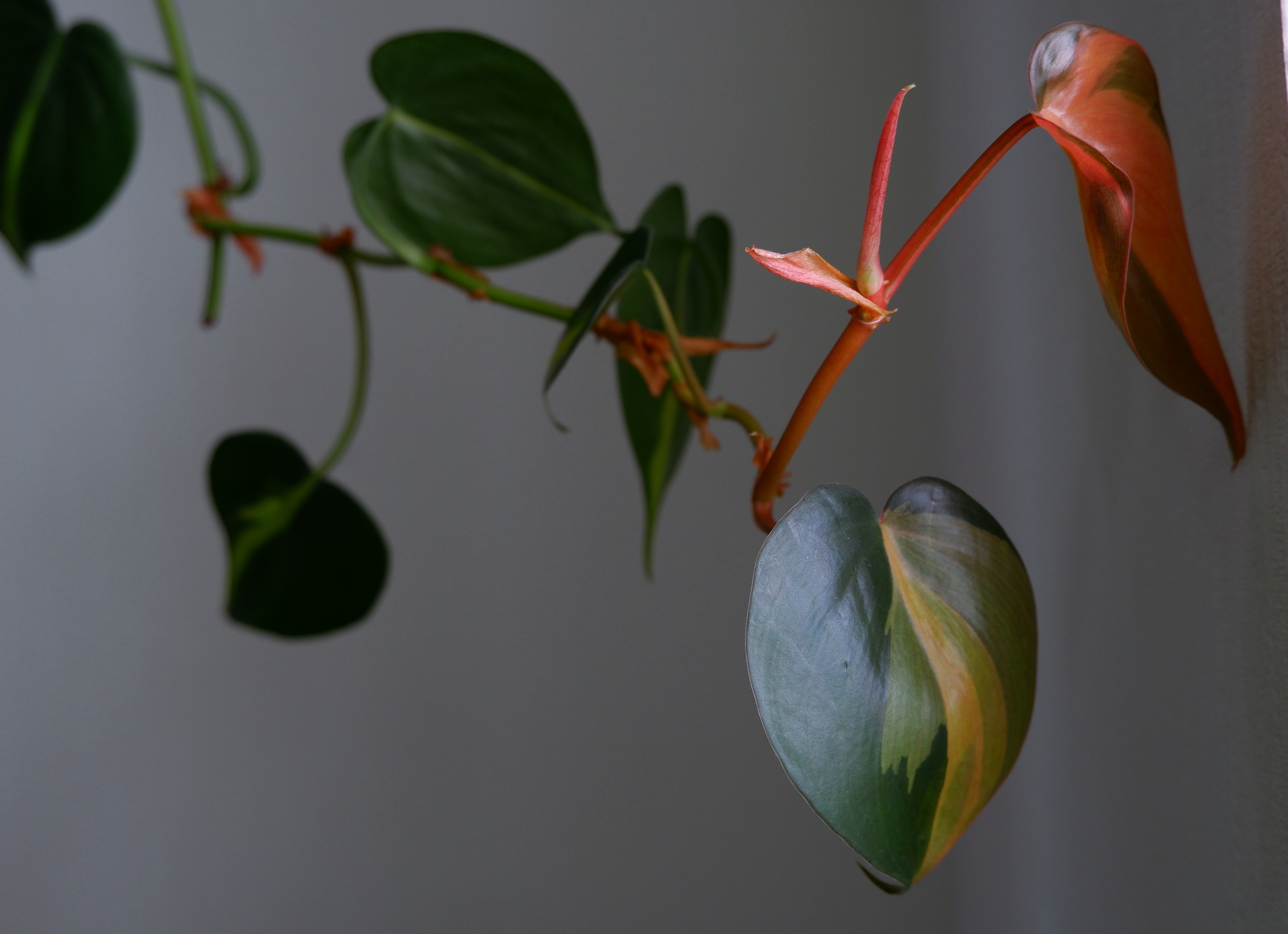 Heart-shaped leaves of a heartleaf philodendron.