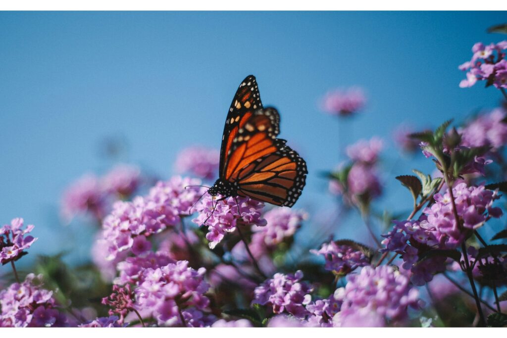 The USDA only allows specific butterflies for release.