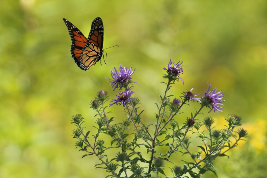 Place flowers and pollinator-friendly plants near the release area to give butterflies safe landing spots.