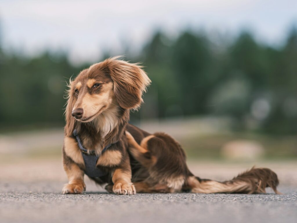 cute dachshund