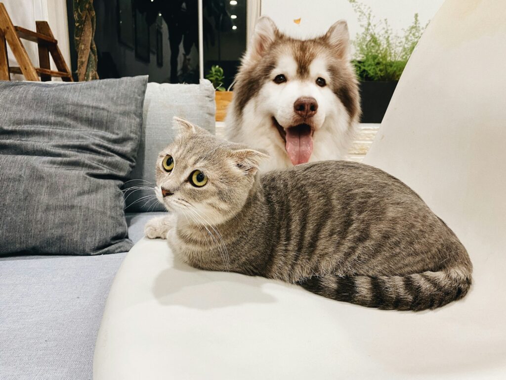 A brown and white husky sits next to a gray and white cat with yellow eyes on a white chair. There's a blue couch next to them and plants in the room behind them.
