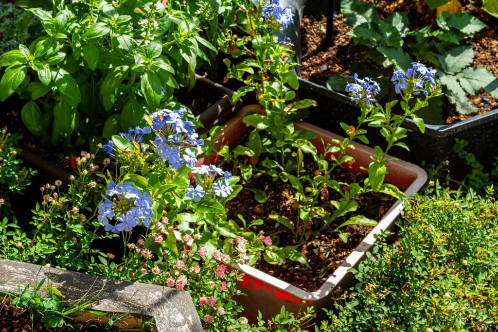 Planter with greenery