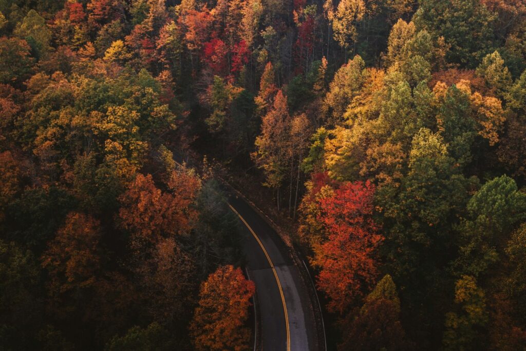 Fall trees
