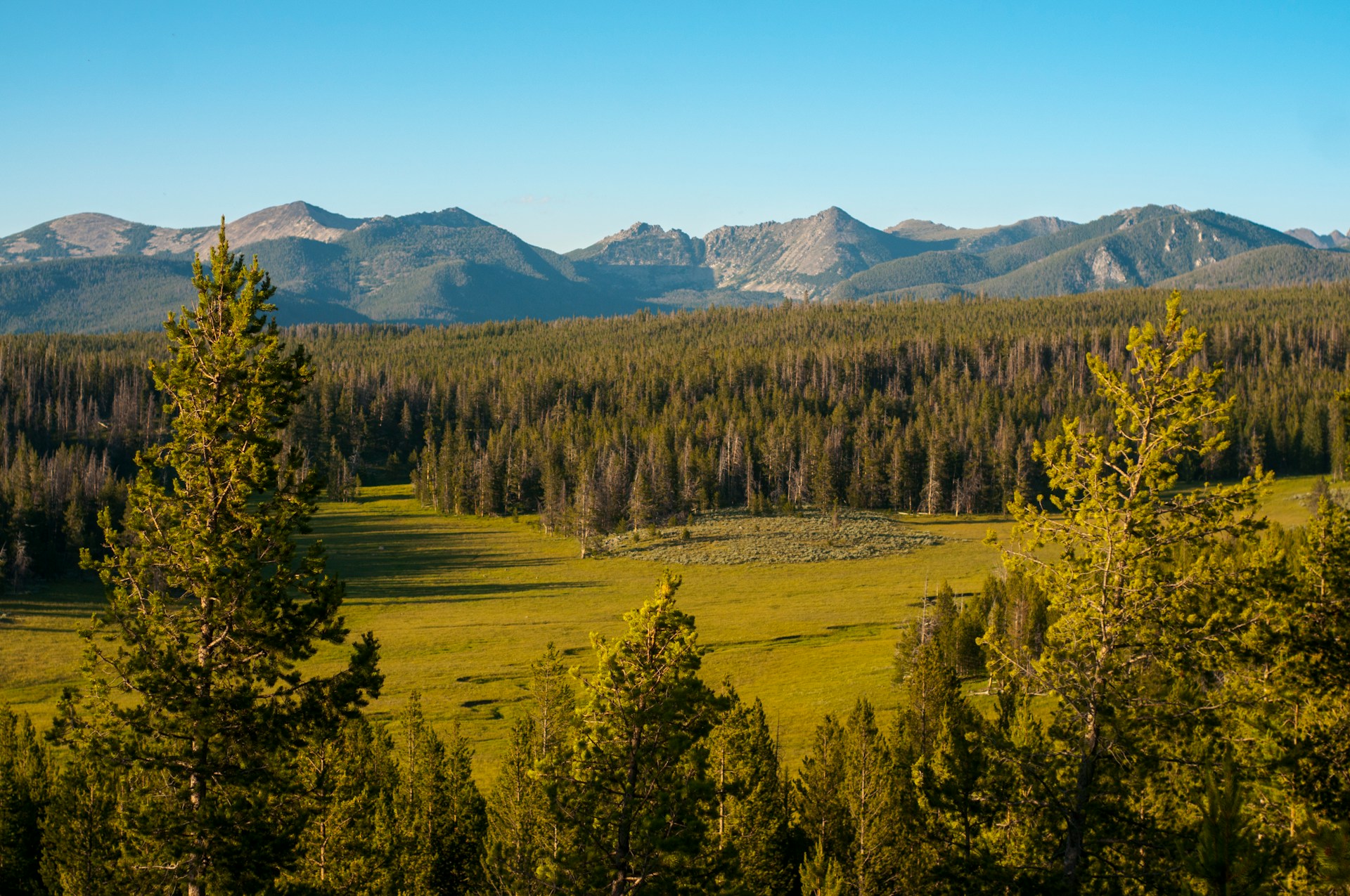 Trees along a mountainside in Montana.