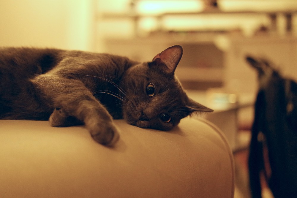 grey-cat-sleepy-65536-1 grey-cat-sleepy-65536-1