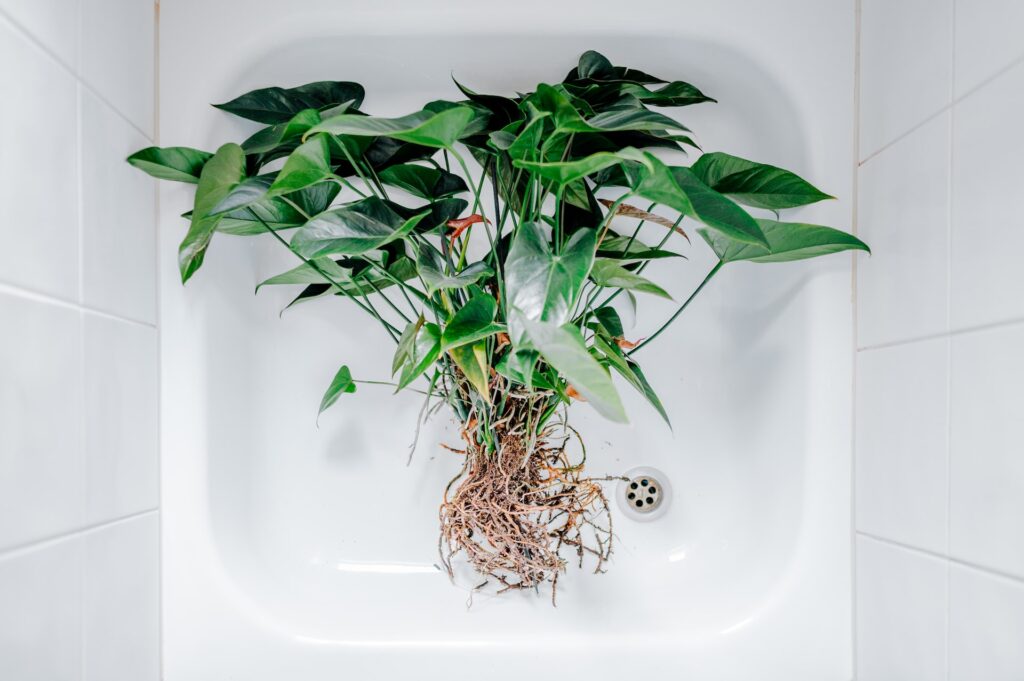 A plant with exposed roots sites in a tub.
