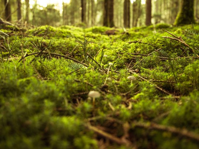 A moss-covered forest