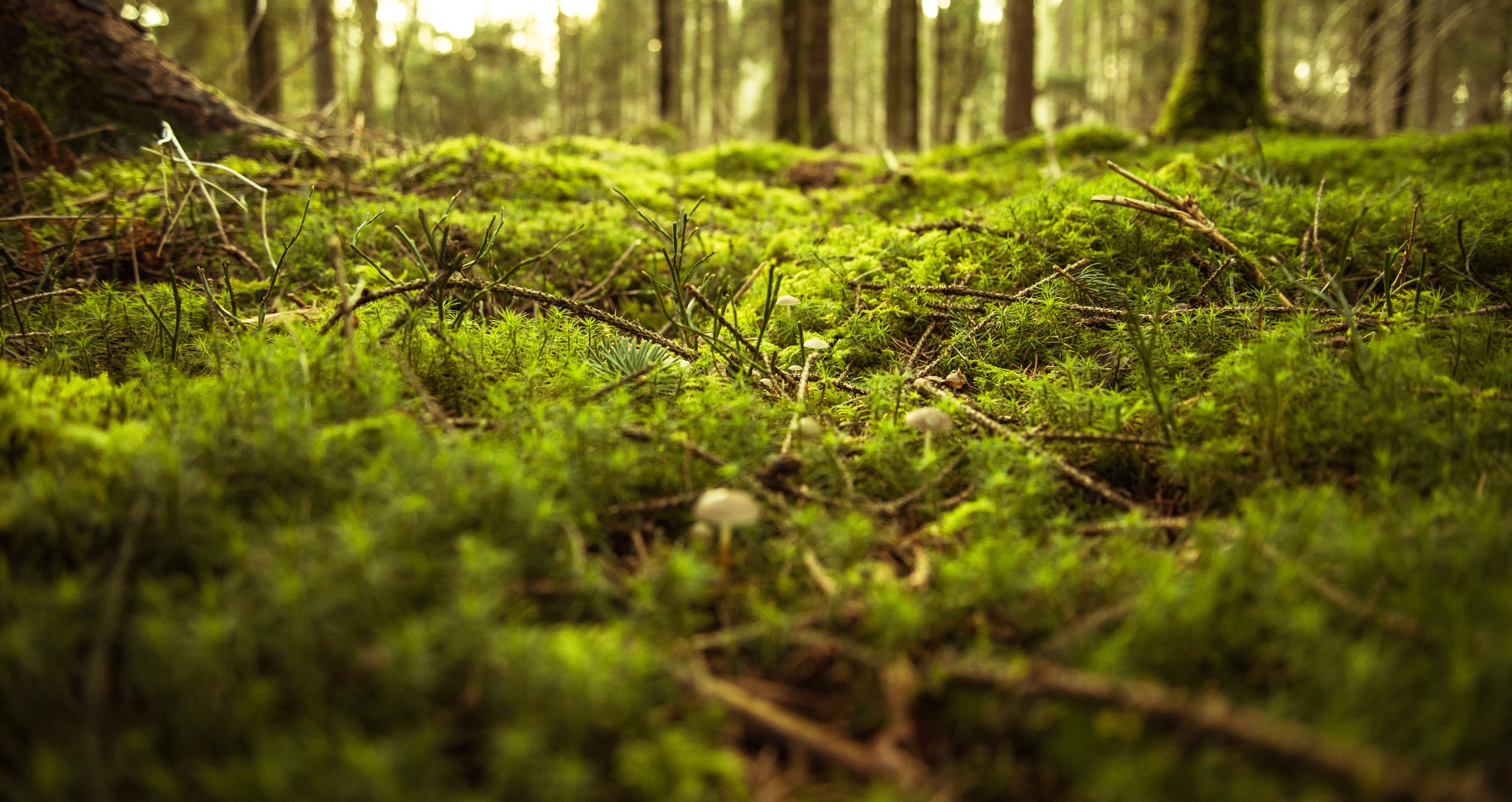A moss-covered forest