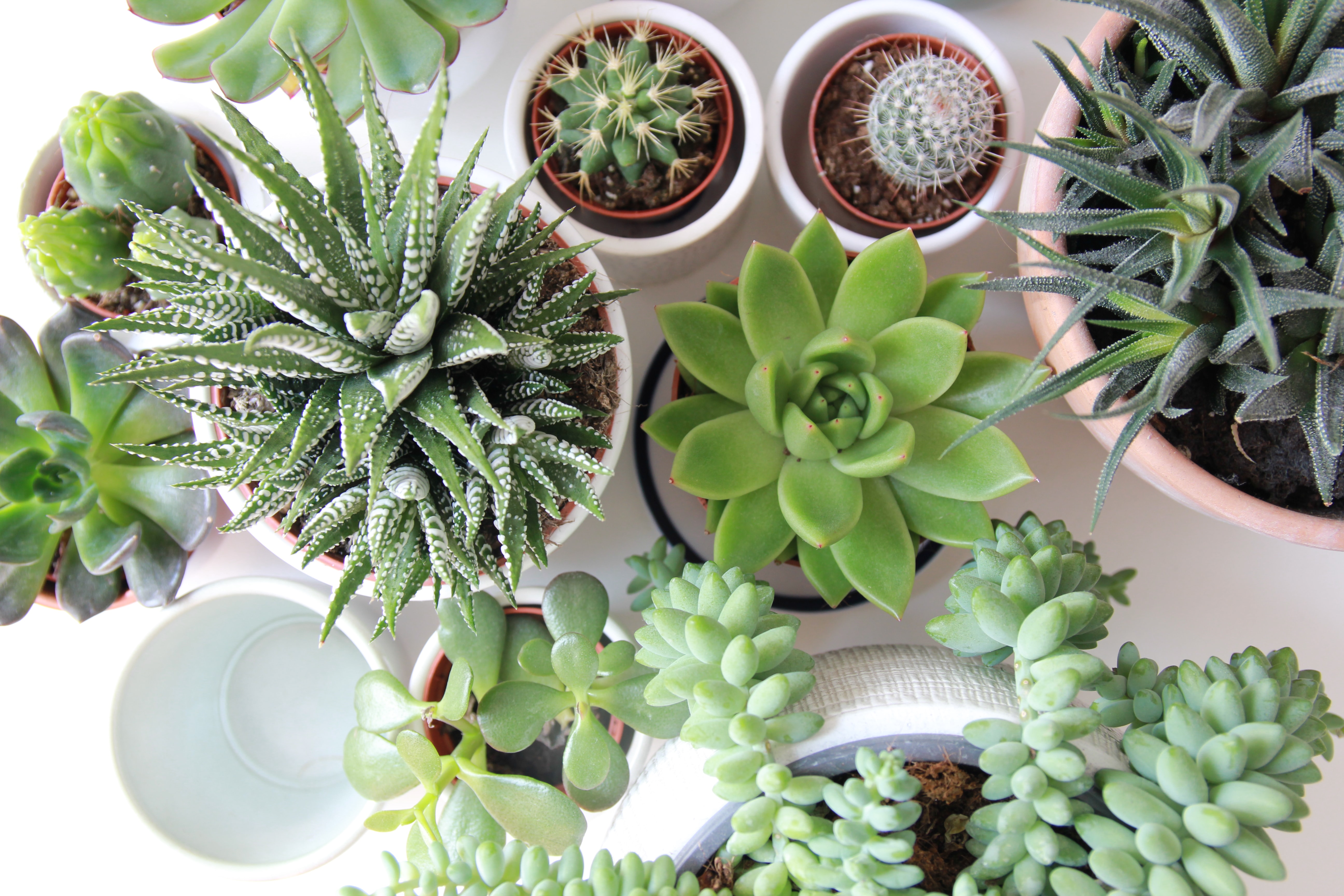 A variety of succulent plants sit on a table.