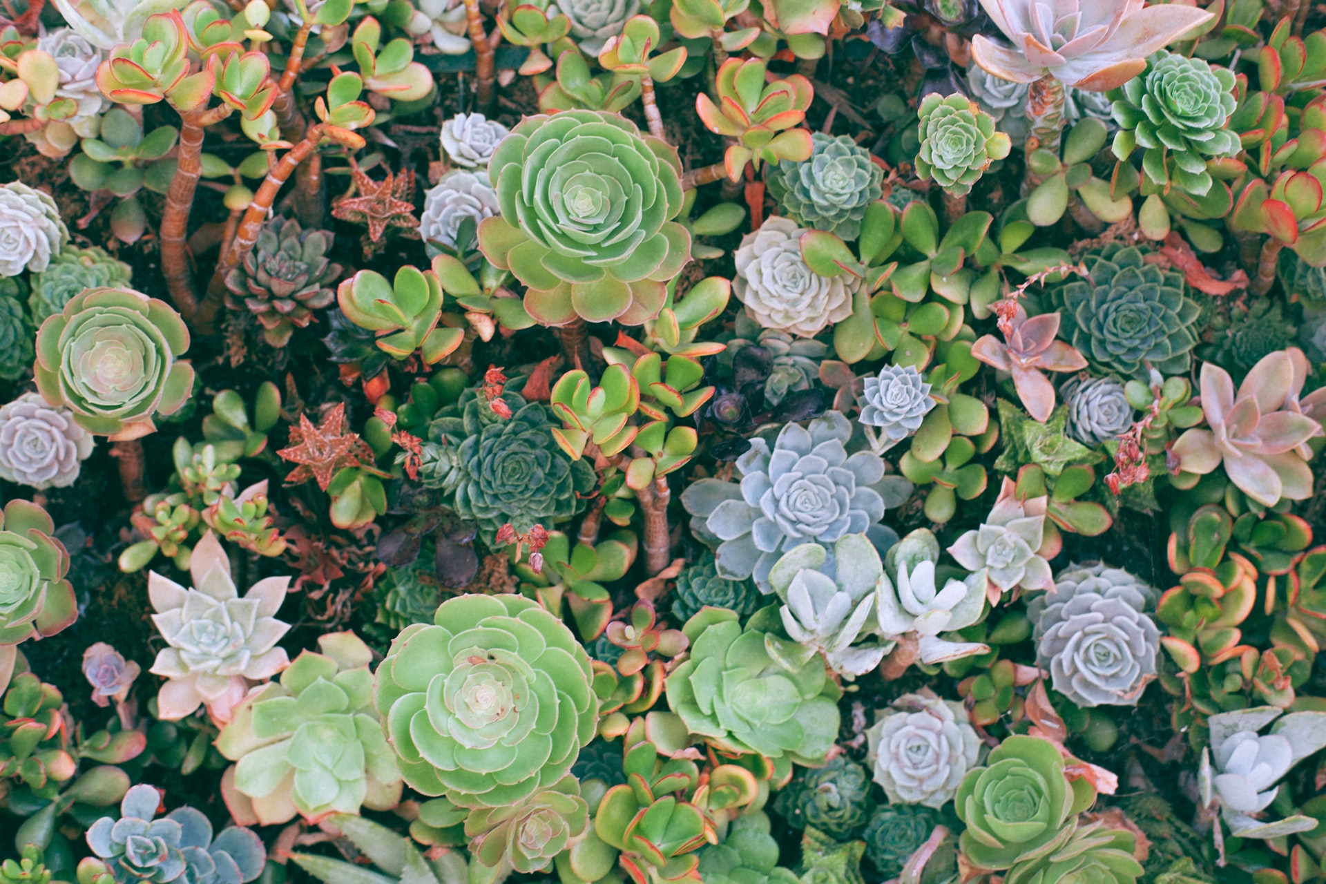 How to Take Care of Succulents Without a Green Thumb