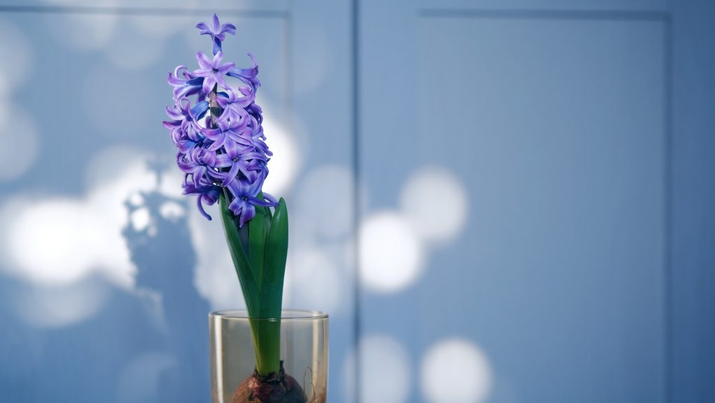 Hyacinths make for beautiful cheap purple wedding flowers.