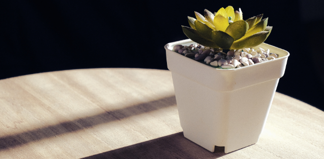 Succulents are one of the best fake plants for your home.