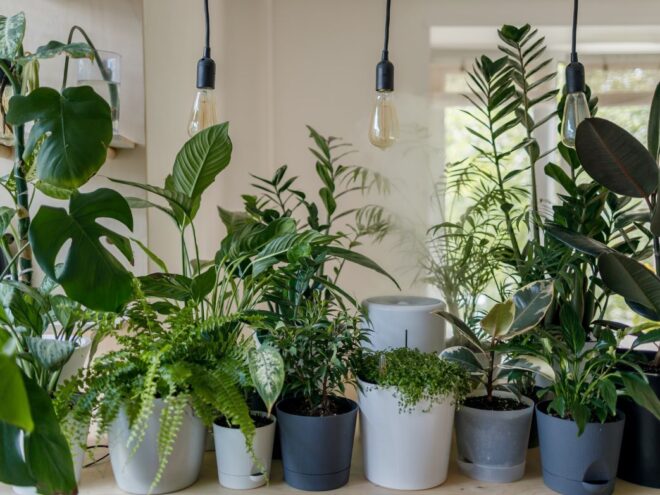 a shelf full of beautiful potted plants a sampling of the easiest plants to keep alive