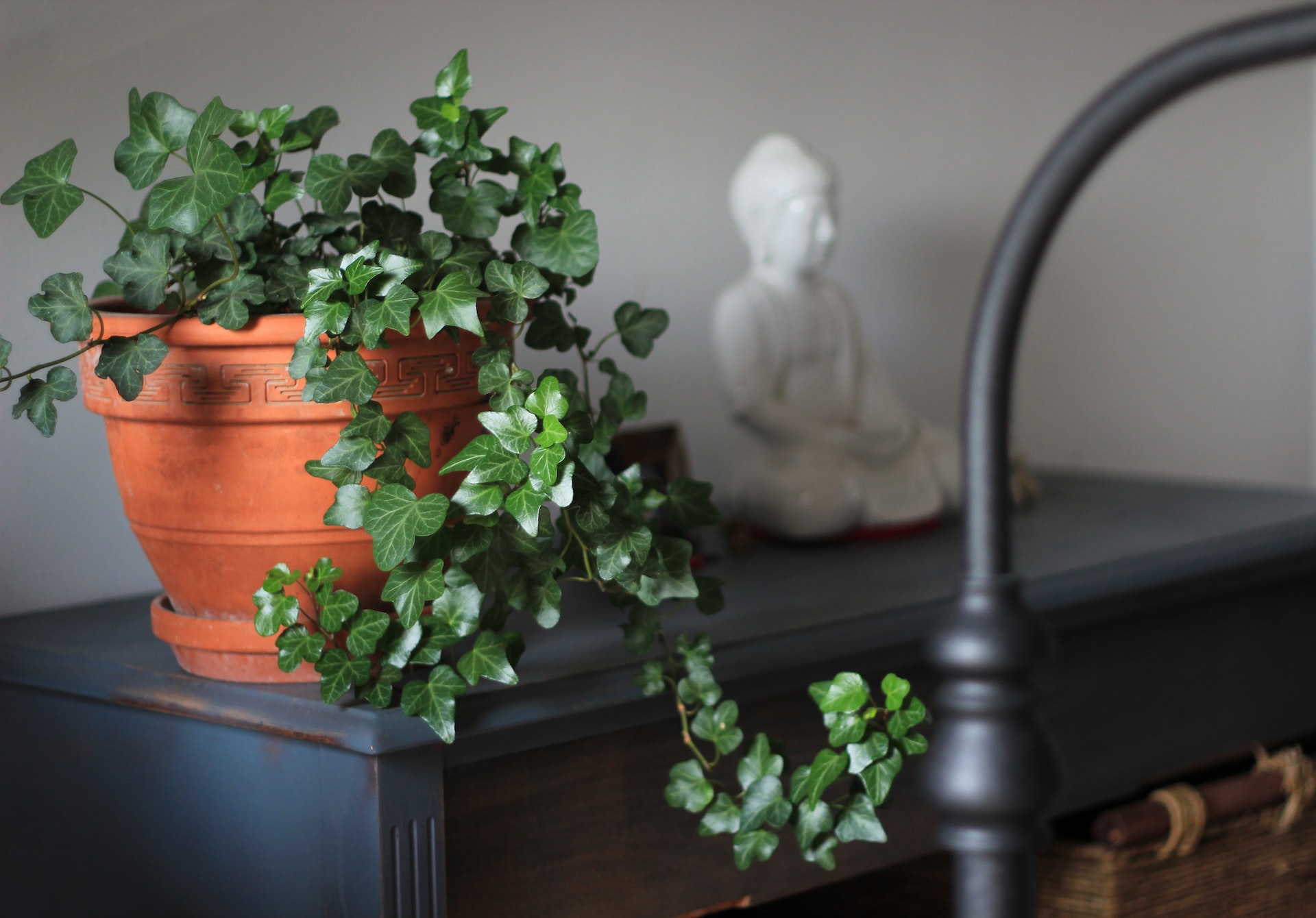 6 Best Shower Plants for Indoor Gardeners
