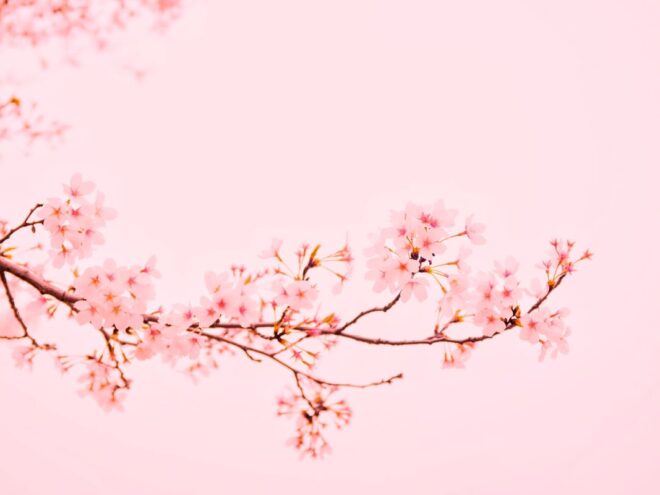 single branch with pink flowers for cherry blossom wedding