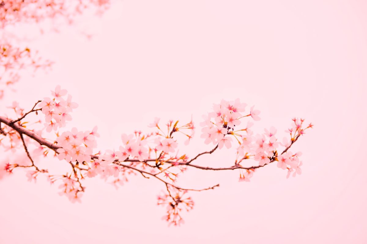 single branch with pink flowers for cherry blossom wedding