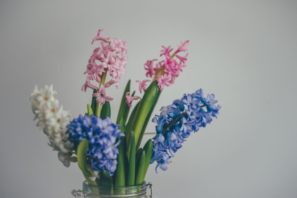 Pink, blue and white hyacinth flowers in a vase.