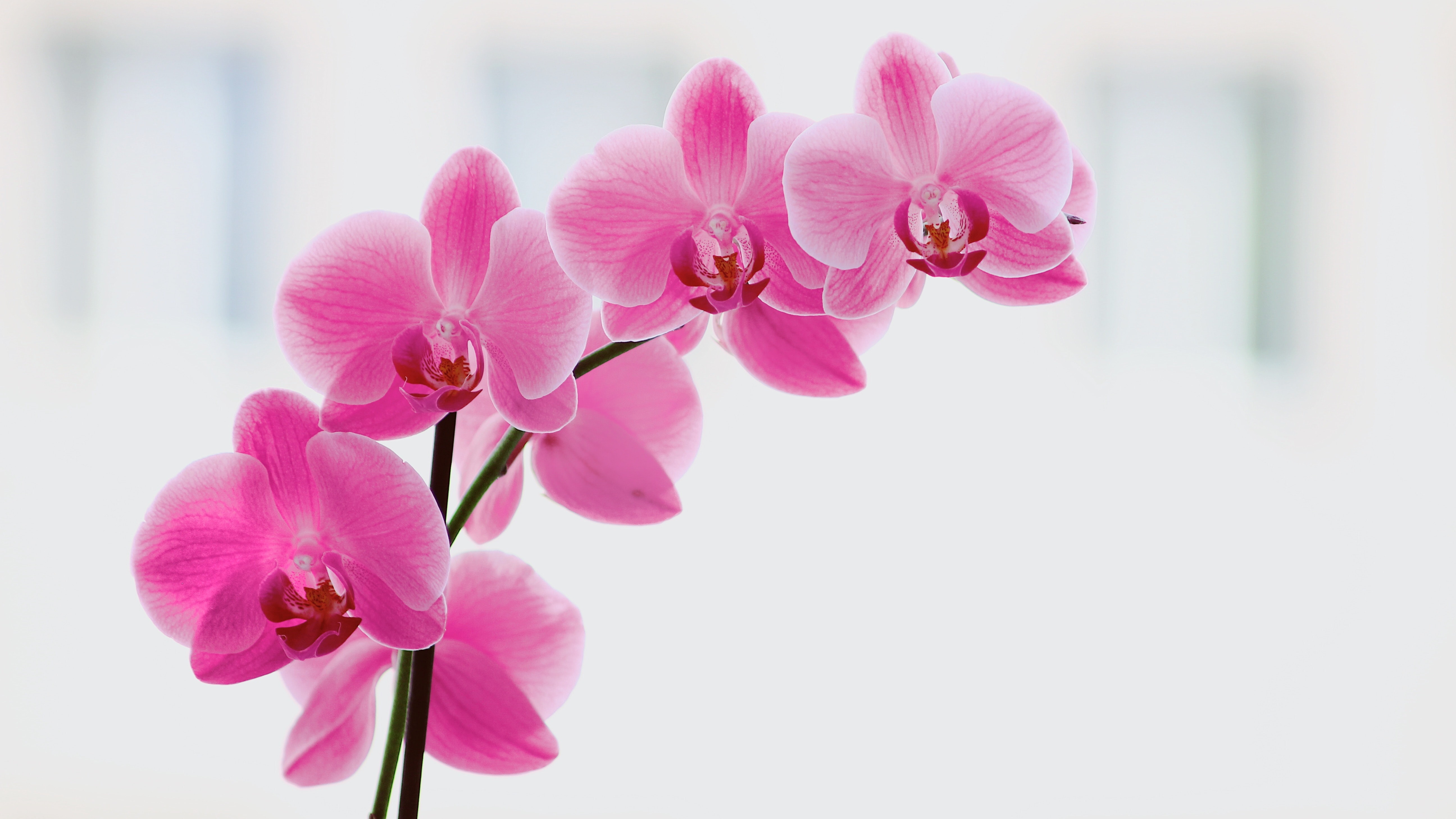 Orchids are among the best flowers for wedding centerpieces