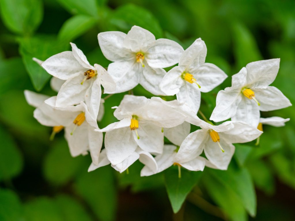 White jasmine flowers. 