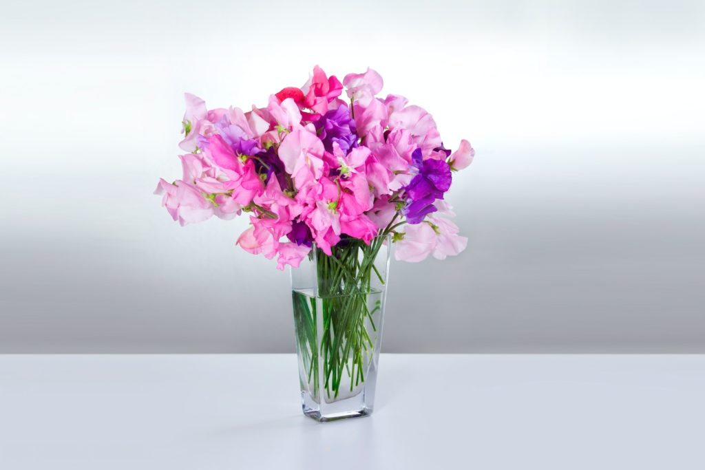 Pink and purple sweet peas in a vase. 