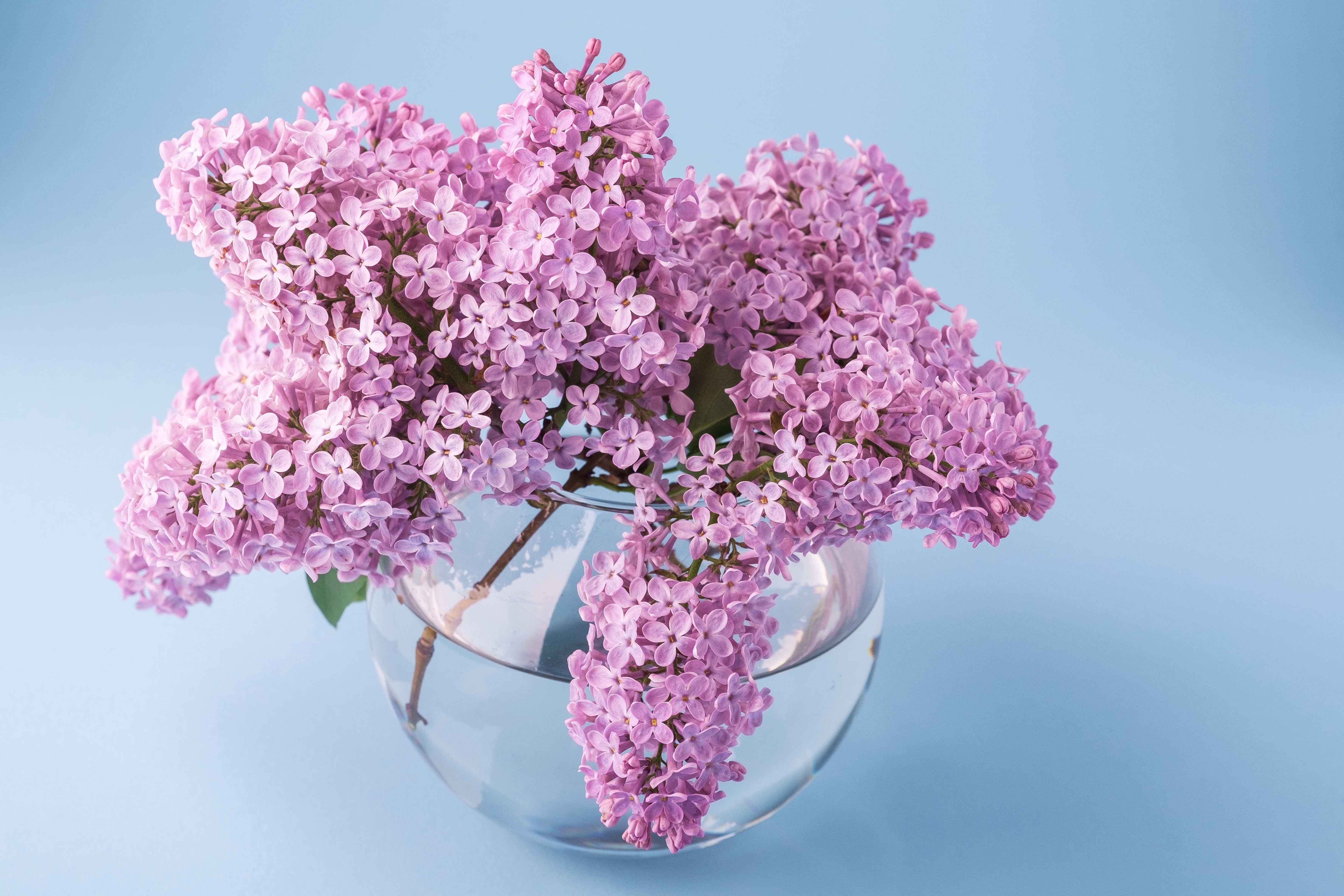 Lilacs are perfect purple flowers for weddings