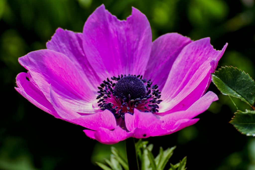 A purple anemone flower. 
