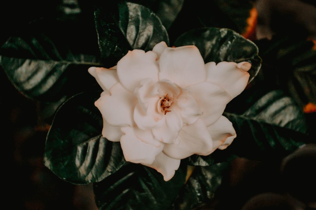 A white gardenia flower. 