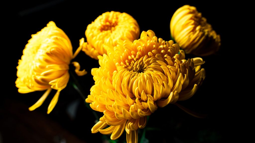Yellow chrysanthemum flowers.