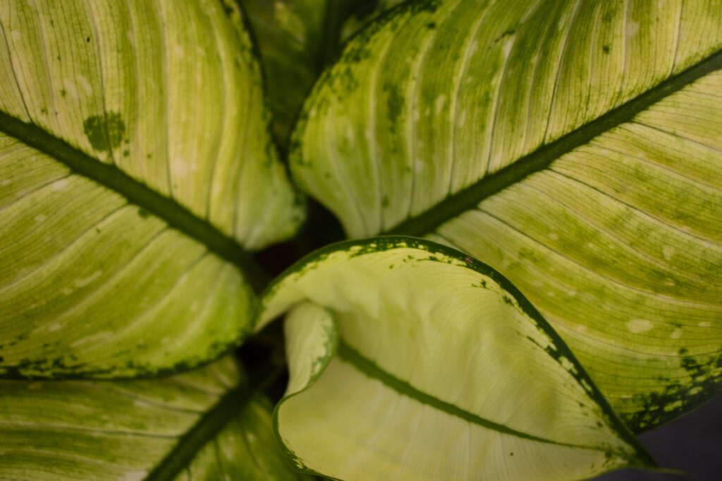 Green leaves on a Chinese evergreen plant.