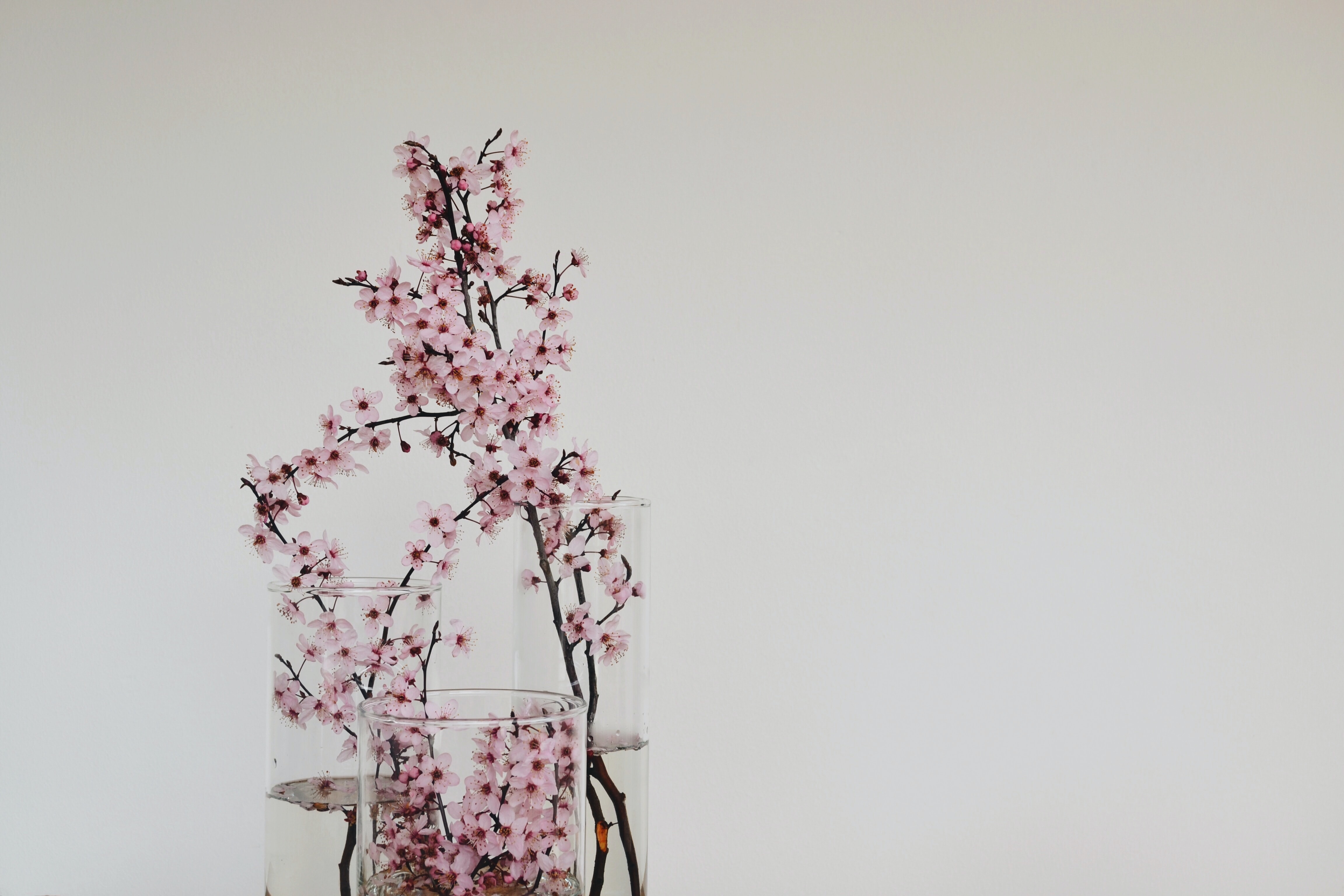 Cherry blossom branches in glass vases.