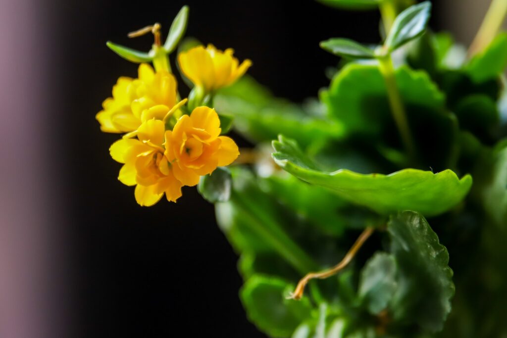 Yellow flowers on a kalanchoe plant.