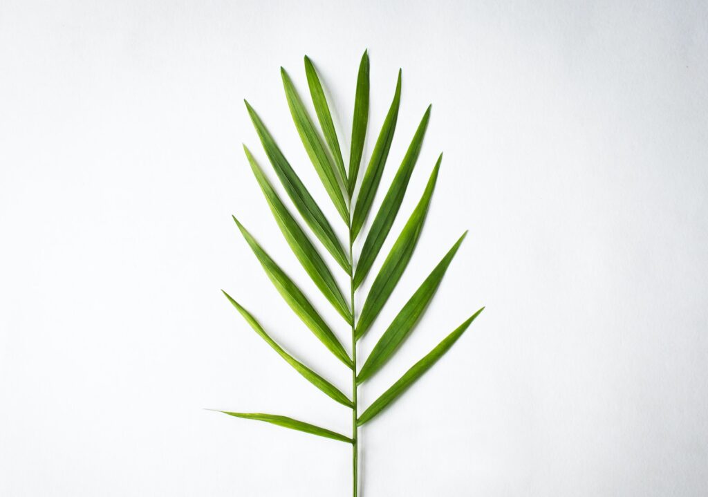 A parlor palm leaf.