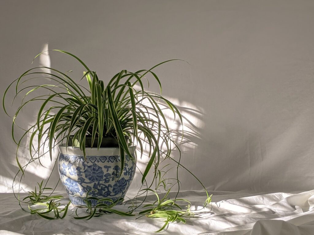 A spider plant in a blue and white vase.