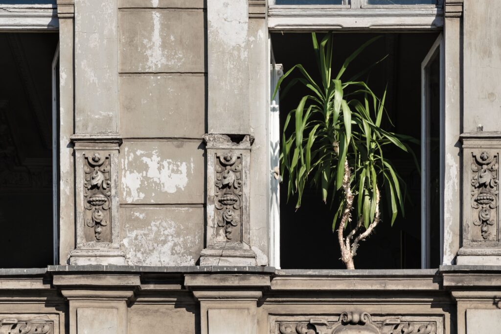 A yucca plant inside a window.