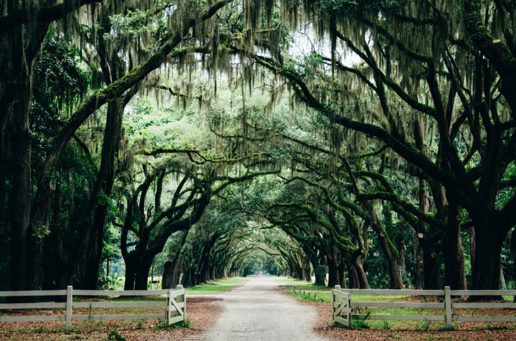 Trees line a walkway in Savannah Georgia.