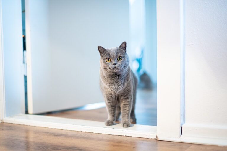 Gray cat standing in the open doorway of a home.